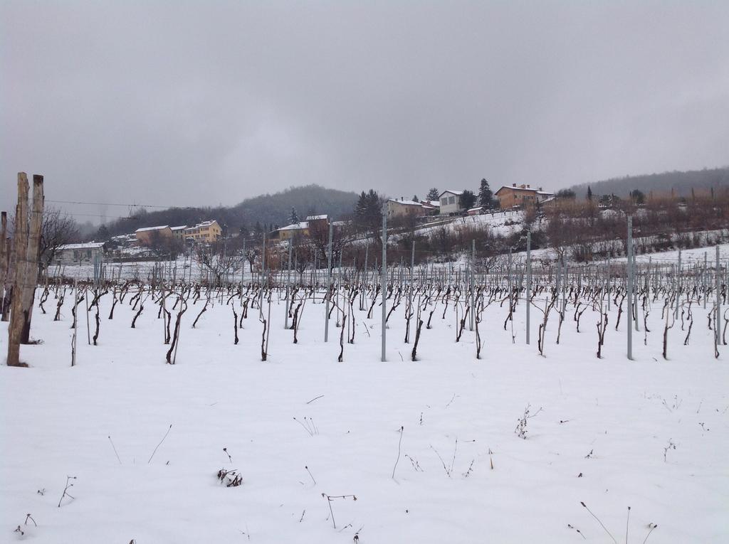 Azienda Agricola Garoglio Davide Alfiano Natta Bagian luar foto