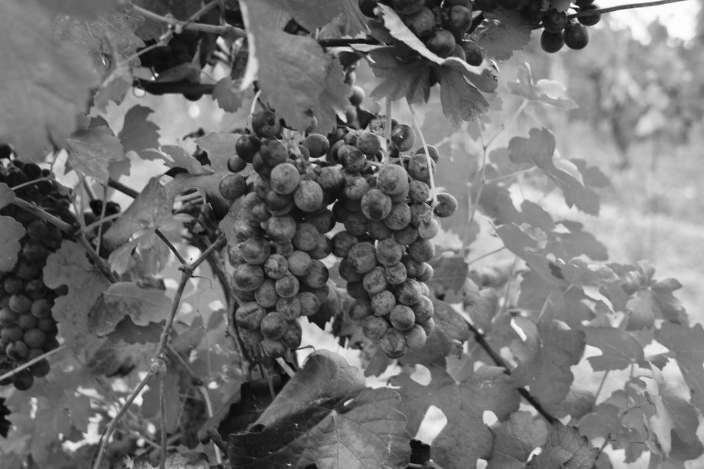 Azienda Agricola Garoglio Davide Alfiano Natta Bagian luar foto