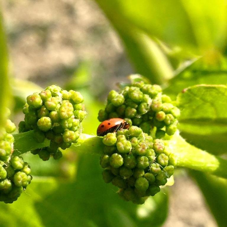 Azienda Agricola Garoglio Davide Alfiano Natta Bagian luar foto